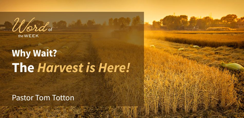 Why wait?  The Harvest is Here!