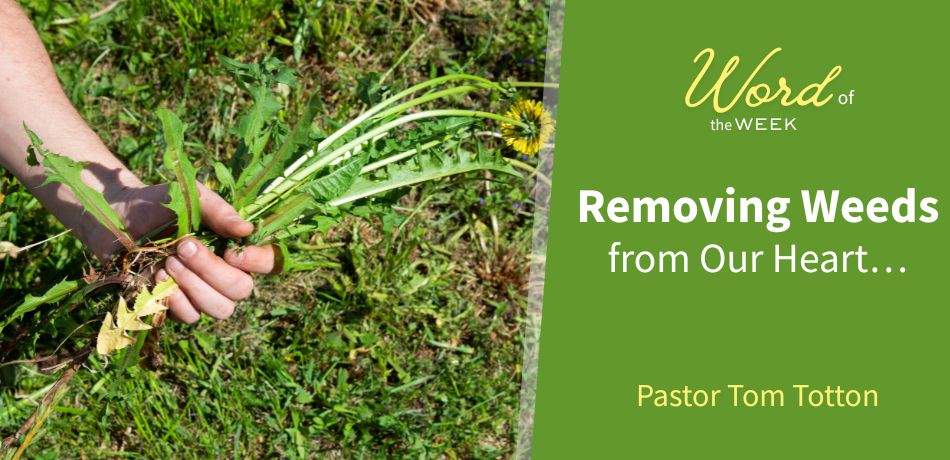Removing Weeds from our Heart…